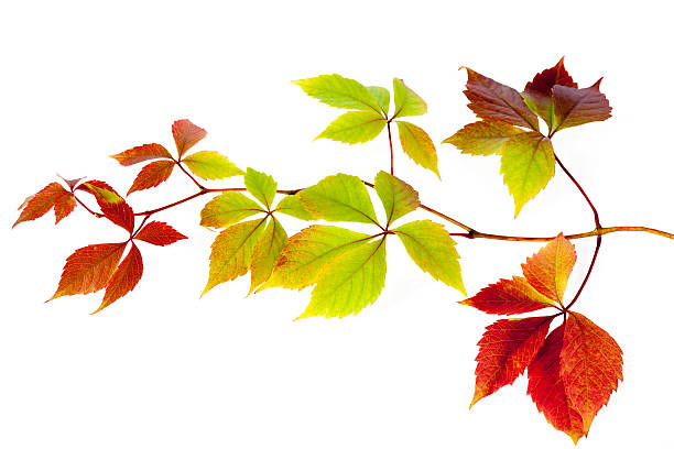 istock autumn leaves isolated on a white background 498684361