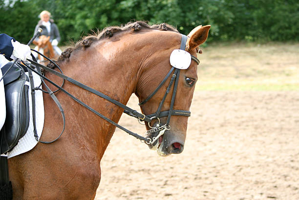 Portrait of a profile of a chestnut Quarter horse with a white background