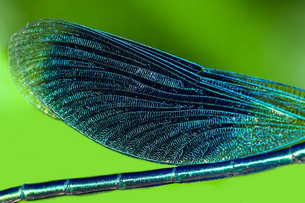 Photo of wings of a dragonfly close up