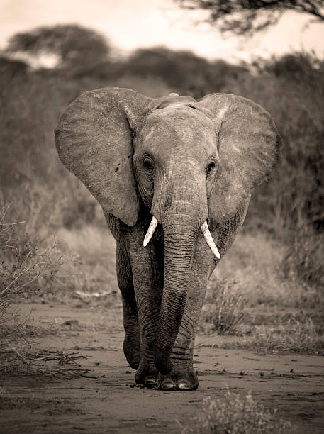 istock African elephant walking towards viewer in sepia 498684649