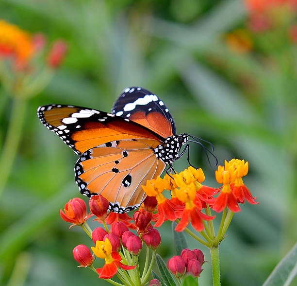 istock Butterfly on orange flower in the garden 498685209