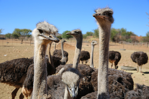 Ostrich (Struthio camelus) on a Farm in Oudtshoorn. South Africa