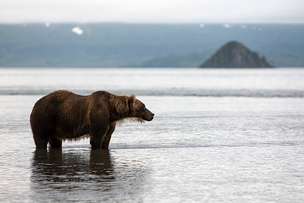 istock Brown bear is in the water 498686879