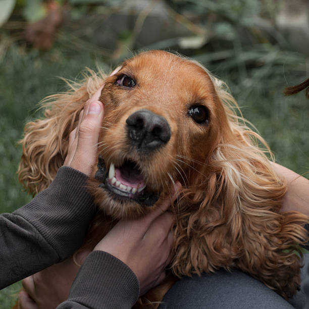 istock hands of a human playing with a Cocker Spaniel 498687906