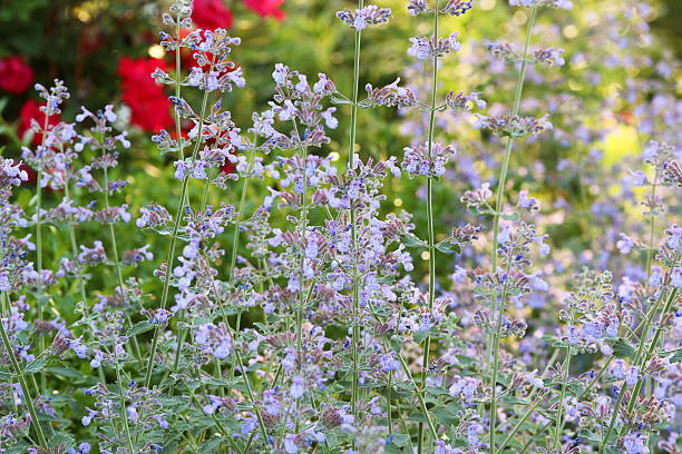 catnip mint / Catmint plant close up stock photo