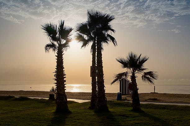 istock Sunrise on the beach in Spain and palms 498688004