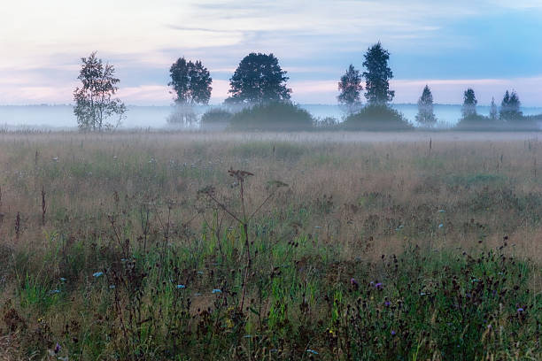 istock Foggy sunset in summer field 498688097
