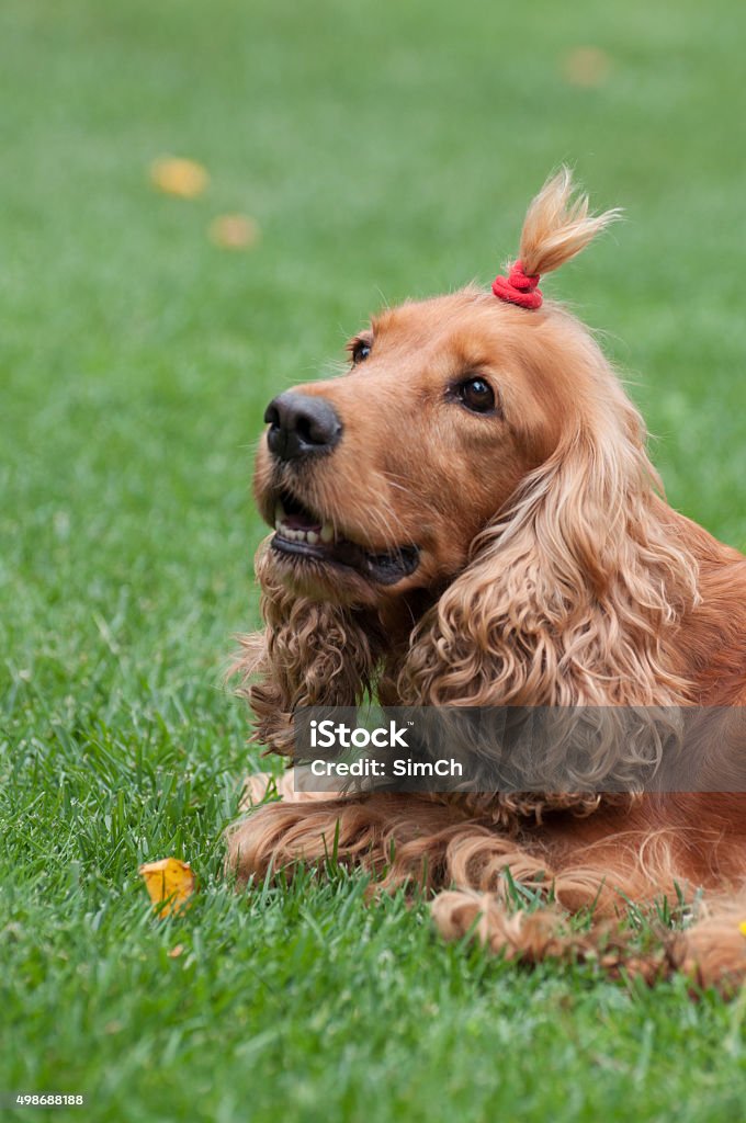 Cocker Spaniel With Funny Haircut Vertical View Stock Photo - Download  Image Now - Cross Section, Cutting, 2015 - iStock
