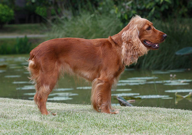 istock Welsh springer spaniel standing on the grass field 498688233
