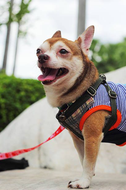 istock Chihuahua dog breed. 498688485