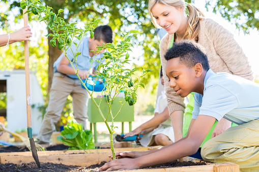 Elementary age African American little boy is planting a vegetable plant in school garden during outdoor science class. Mid adult Caucasian woman is teacher, assisting students while teaching them about plant life. Students are wearing private school uniforms.