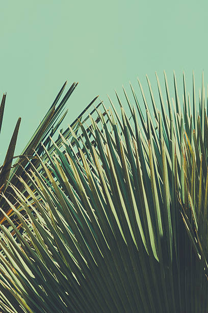 istock Abstrac tropical vintage background. Retro toned. 498689870