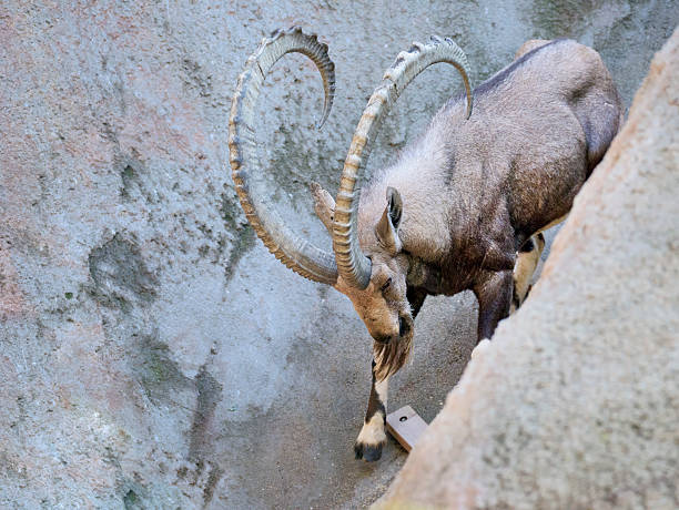 istock Male Tadjik Markhor, Ibex coming down a hill 498690918