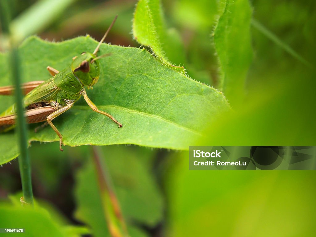 Grasshopper grasshopper on green leaf 2015 Stock Photo