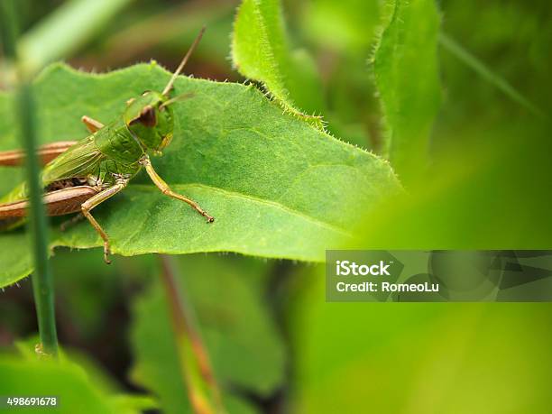 Grasshopper Stock Photo - Download Image Now - 2015, Animal, Animal Body Part