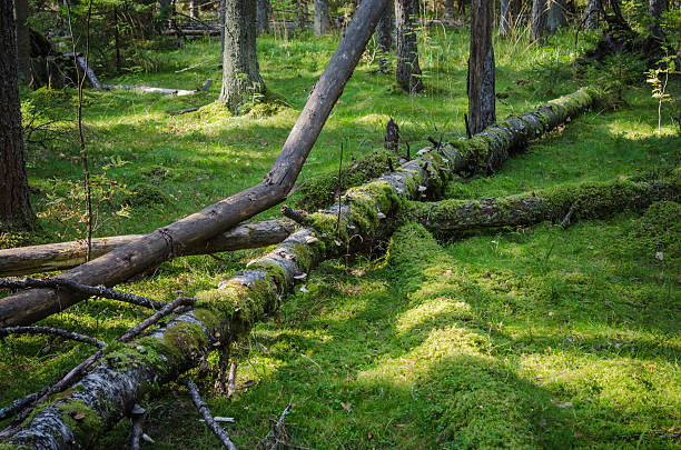 danificado madeira as pestes e as árvores caídas na floresta - dead - fotografias e filmes do acervo