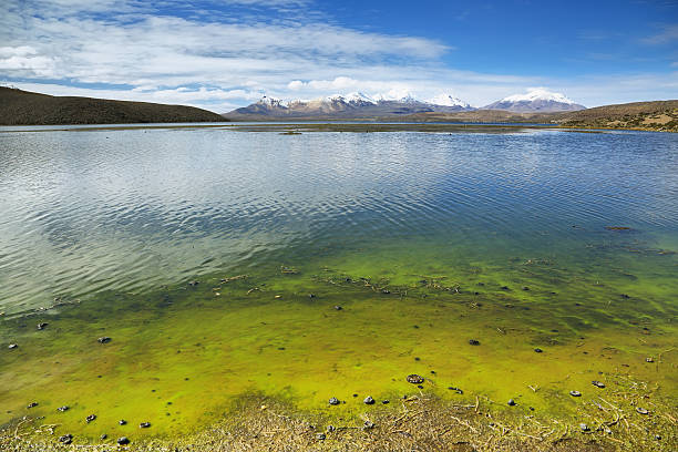 Snow capped high mountains reflected in Lake Chungara, Lauca national park, northern Chile.
