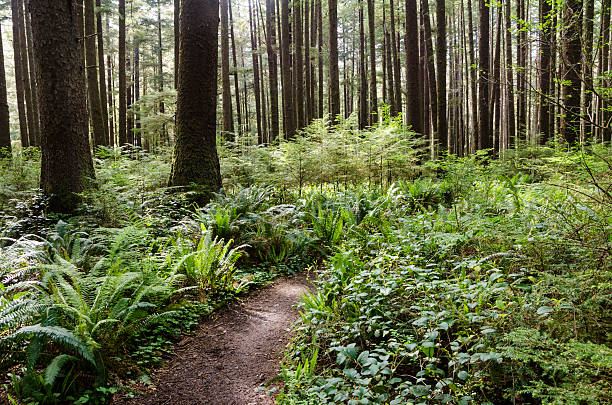 Access Trail to Third Beach Olympic Coast hiking trail in Washington state's Olympic Forest  sword fern stock pictures, royalty-free photos & images