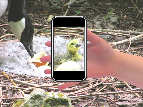 newborn baby duckling in its nest