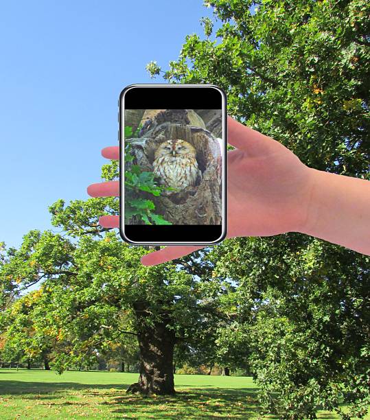 zooming into a tree to see a tawny owls nest