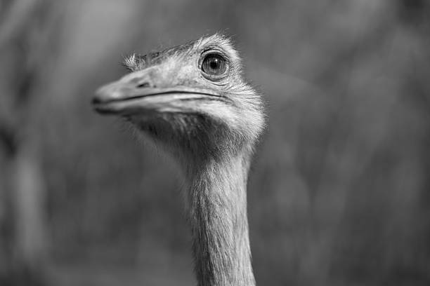 istock Rhea, a bird from South America 498694766