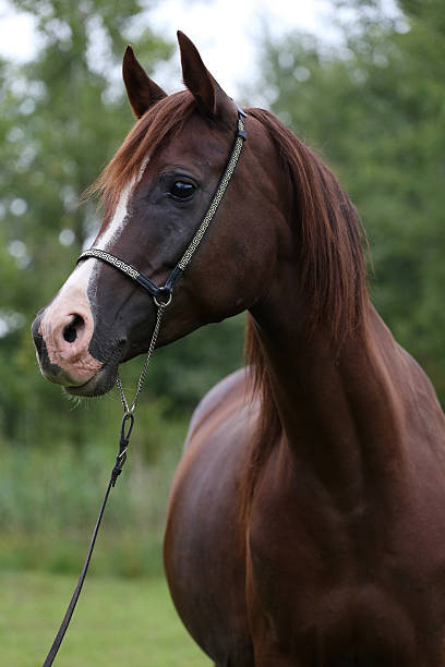 istock Beautiful chestnut horse head on meadow summer time 498694840