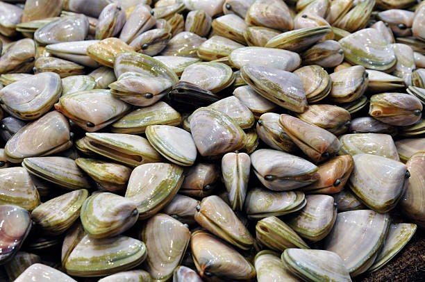 istock Bunch of Clams 498695512