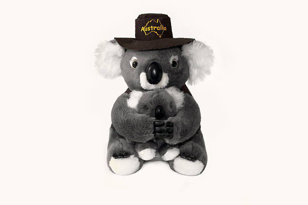 australian koala bear souvenir isolato su sfondo bianco - koala stuffed animal australia souvenir foto e immagini stock