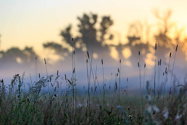 istock grass in morning fog 498697840