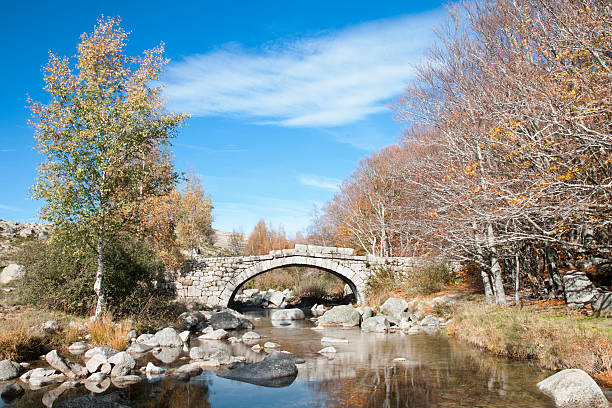 pont en ピエール - chestnut tree leaf sunlight tree ストックフォトと画像