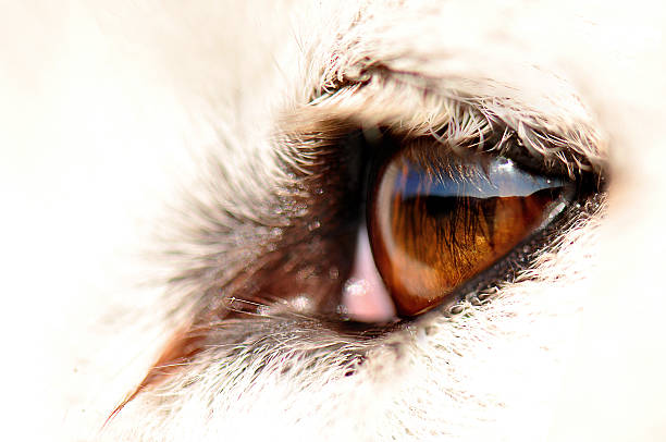 istock Reflection in the eye of a white dog 498698402
