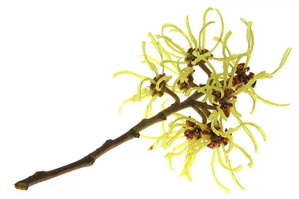 Blooming branch of witch hazel (Hamamelis) isolated in front of white background