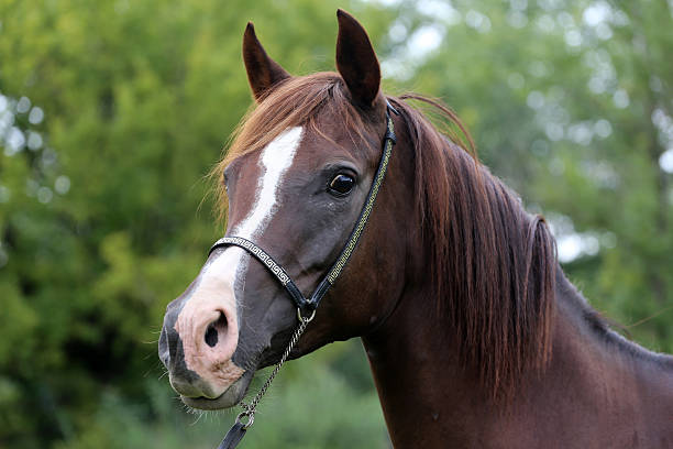 istock Purebred arabian horse head on natural background 498699186
