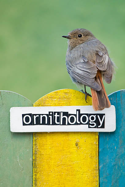 istock Bird perched on a fence decorated with the word ornithology 498702213