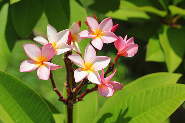 istock Frangipani flower - pink flower 498702545