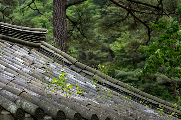 Wild flowers growing on top of traditional korean rooftiles, Taken in South Korea