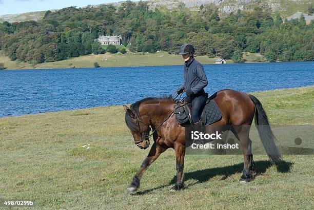 Cavalo E Rider Pronto Para Fora - Fotografias de stock e mais imagens de Alegria - Alegria, Animal, Animal Doméstico
