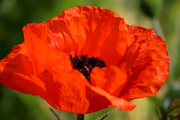 fleur de coquelicot rouge (rouge brillant pavot oriental/papaver orientale brilliant) - poppy oriental poppy macro corn poppy photos et images de collection