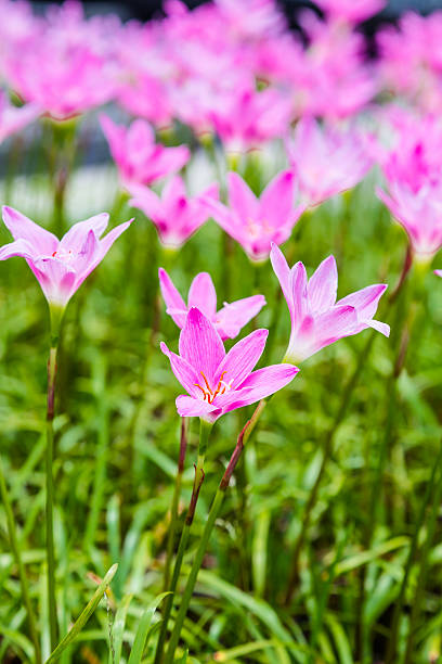 istock pink flower in the graden 498703939