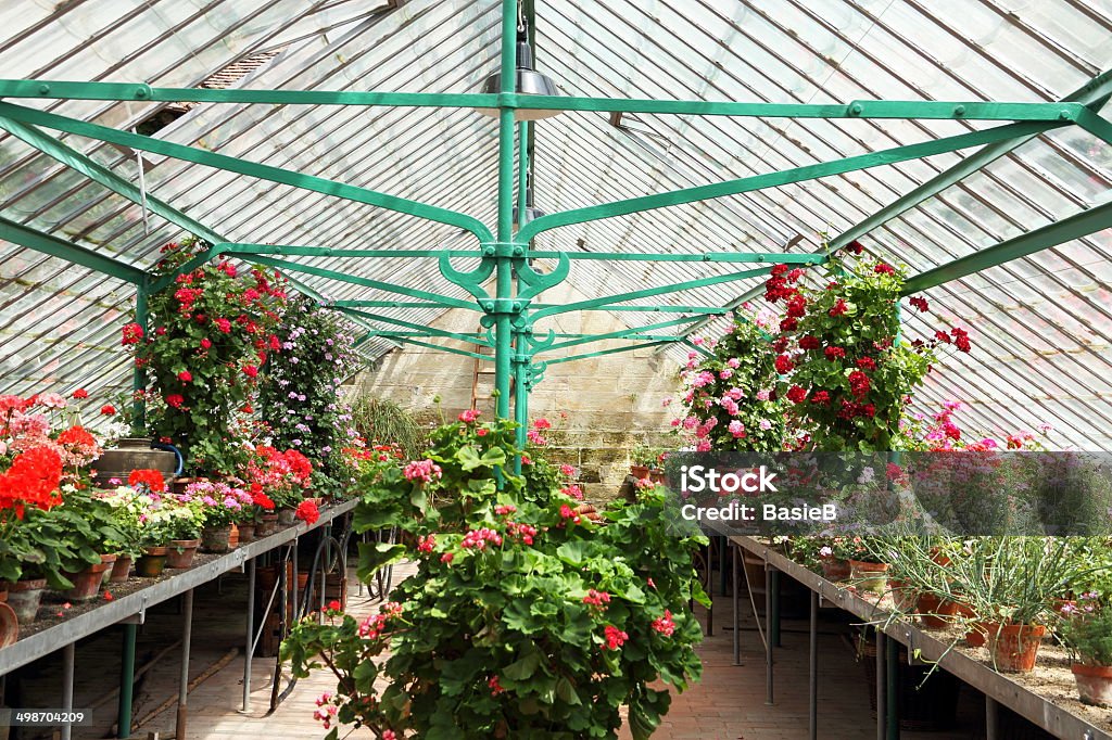 Gewächshaus mit Rote geranien - Lizenzfrei Blume Stock-Foto