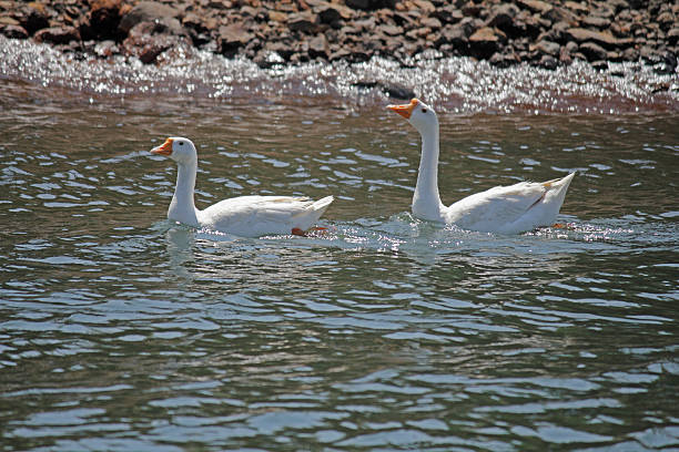 istock domestic geese on the lake 498704661