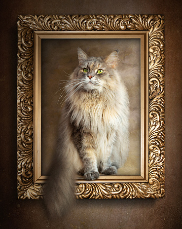The sitting cat in gold frame.