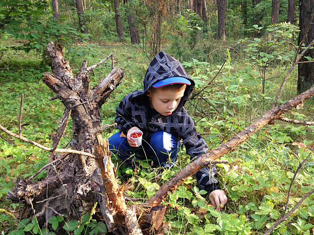 640+ Picked Wild Strawberries Stock Photos, Pictures & Royalty