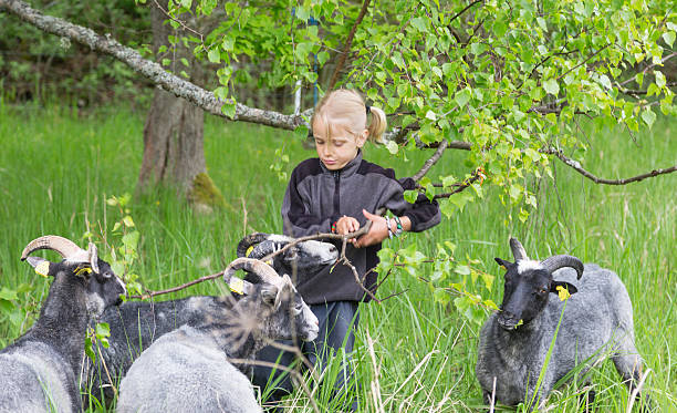 istock Little blond boy feeding branches with fresh leaves to sheep. 498706853