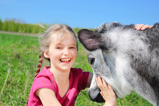 Little girl petting a beautiful calf at the farm