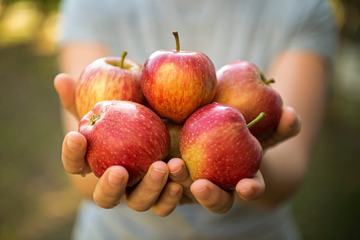 woman's hand holding a bunch of apples