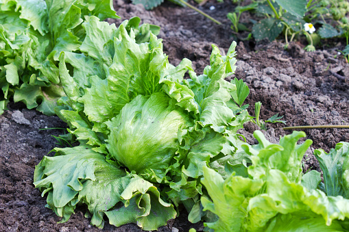 Green salad in the garden