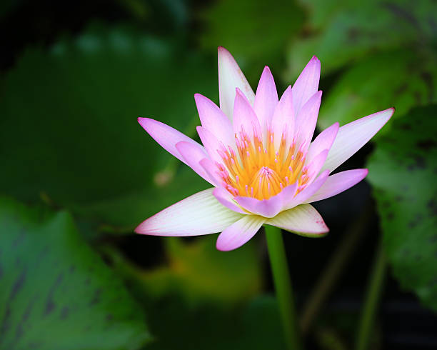 istock Lotus flower and Lotus flower plants 498708427