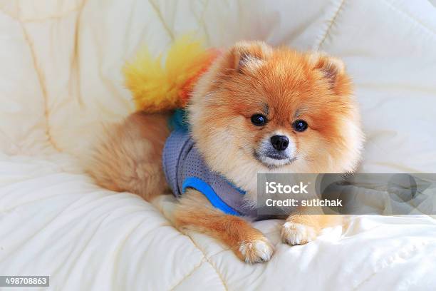 Foto de Lulu Da Pomerânia Grooming Cachorro Usar Roupas De Cama e mais fotos de stock de Amizade