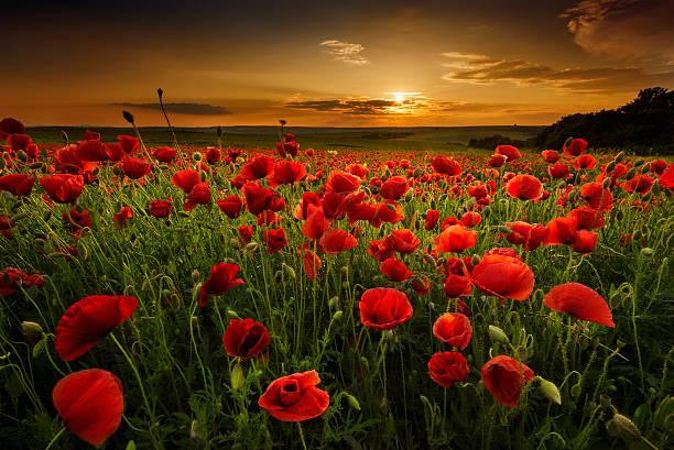 Red poppies Poppy field at sunset opium poppy photos stock pictures, royalty-free photos & images